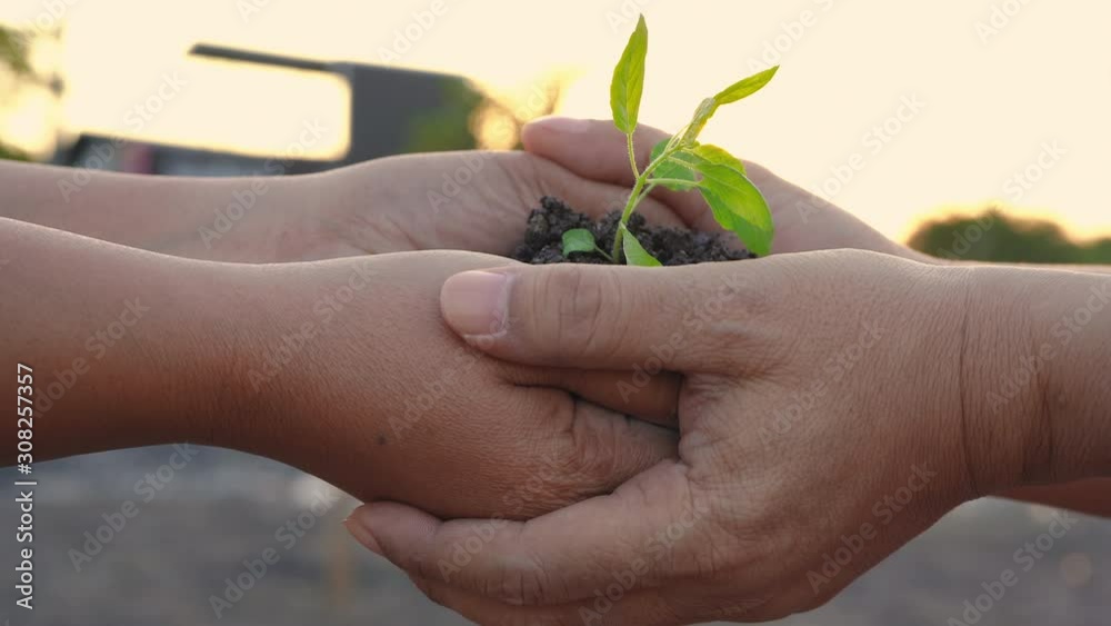 Environment Earth Day, the woman's hand is submitting a small tree for planting, Forest conservation concept. Environment Earth Day, the woman's hand is submitting a small tree for planting, Forest conservation concept.