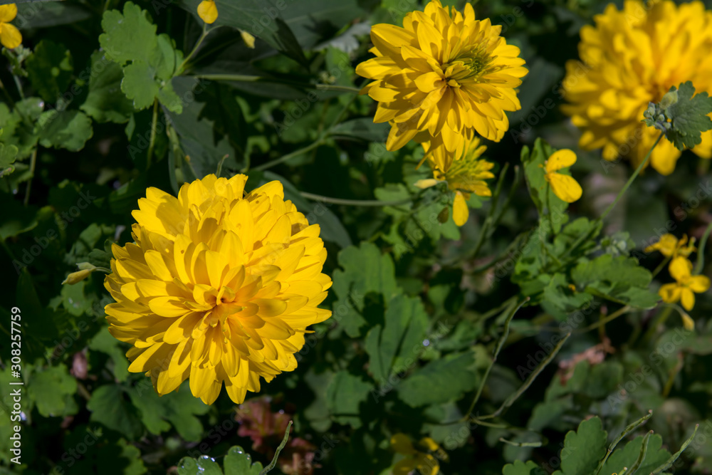 yellow flowers in the garden yellow flowers in the garden
