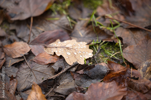 autumn leaves