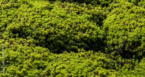 fresh soft moss full frame texture background