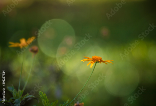 Field with dandelions ,Closeup of yellow spring flowers with background light bokeh © younes