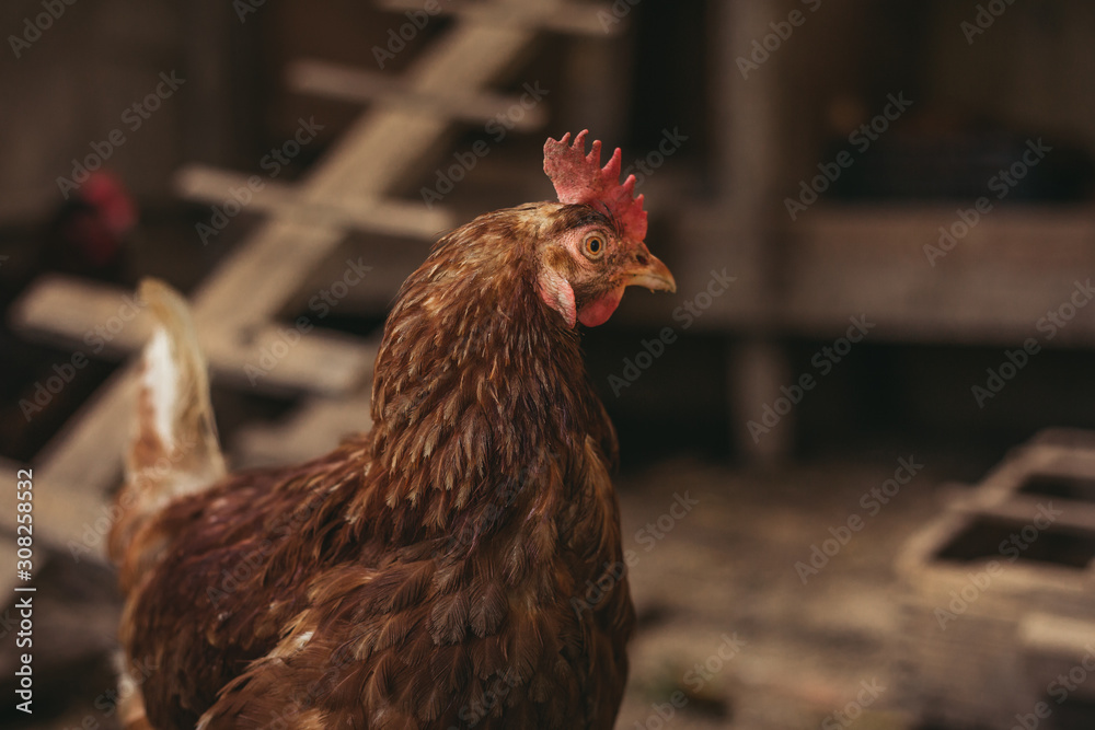 Close up portrait of hen (hampshire) in free breeding (free range). Brown hen posing to camera in breeding house . Illuminated and isolated hen resting in the hen house.