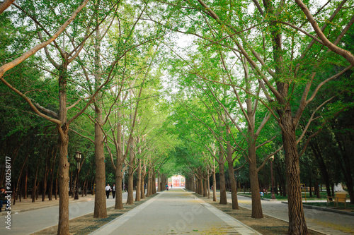 Path lined with trees in a park in Beijing, China