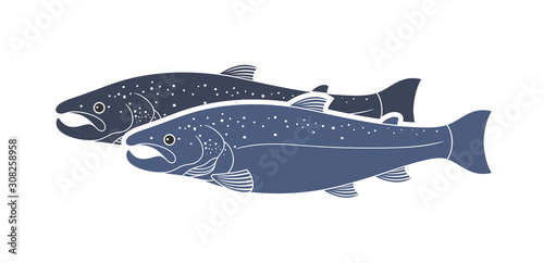 Salmon logo. Isolated salmon on white background