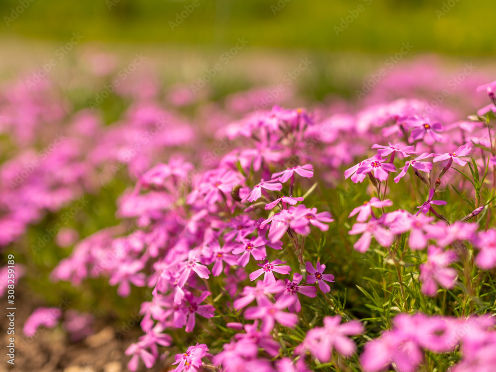 picture with pink flower fragments on a fuzzy background picture with pink flower fragments on a fuzzy background