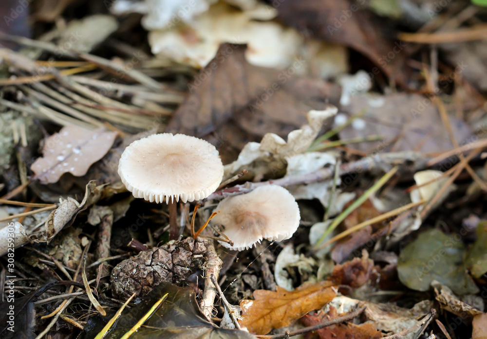 Pilz, Pilze bevölkern den Wald und erfüllen ihn mit Leben Pilz, Pilze bevölkern den Wald und erfüllen ihn mit Leben