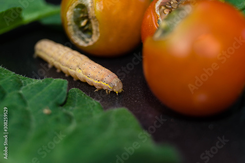 Gemüseeule Lacanobia Mamerta photo