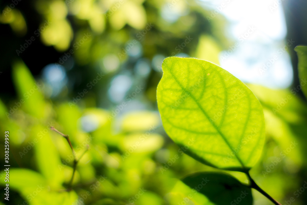 Abstract, nature Green leaf background and beautiful wallpaper. Abstract, nature Green leaf background and beautiful wallpaper.