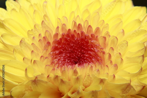 Yellow Chrysanthemum