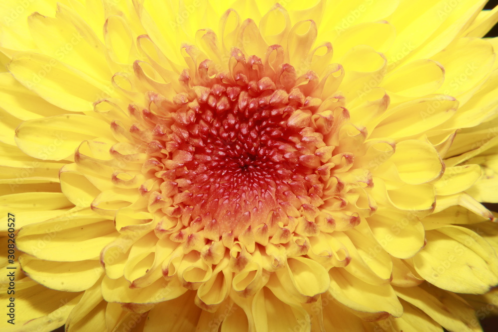 Yellow Chrysanthemum