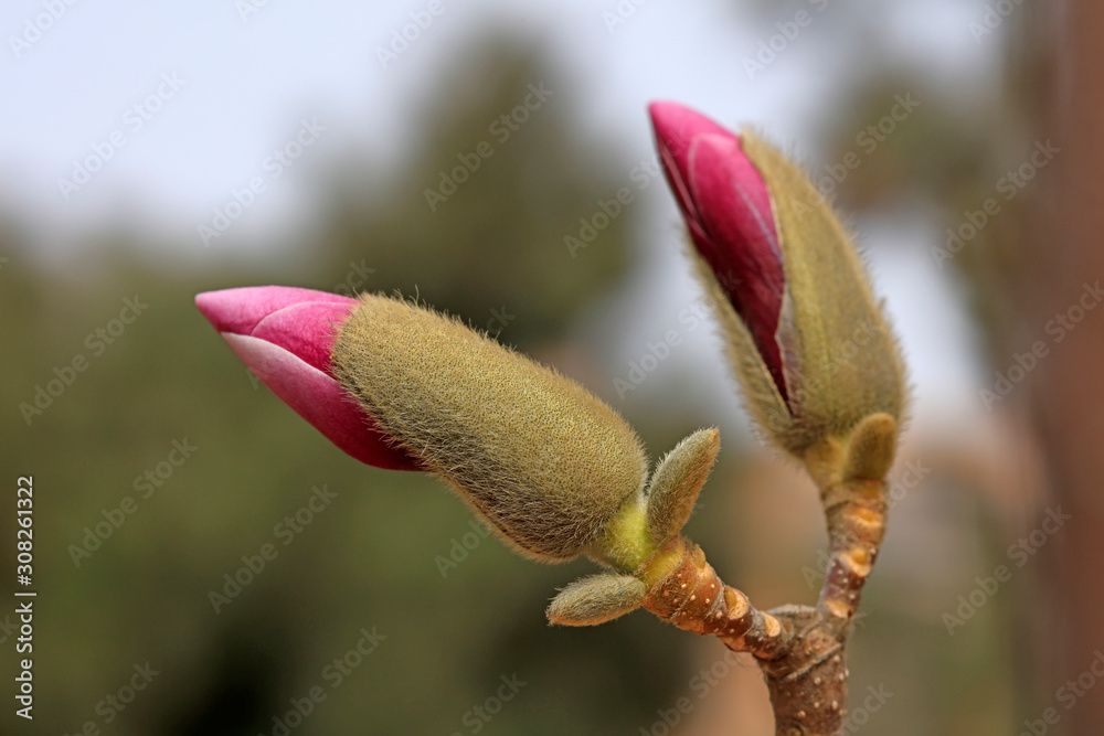 Magnolia flower buds in the field Magnolia flower buds in the field