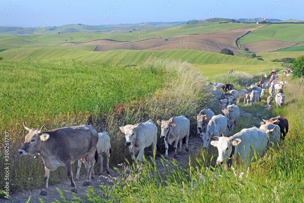 Obraz premium transhumance of the cows - from the plain where they live in winter to the mound where they live in summer