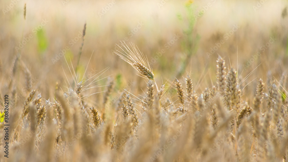 Fototapeta premium Lilies.Rye.Rosa