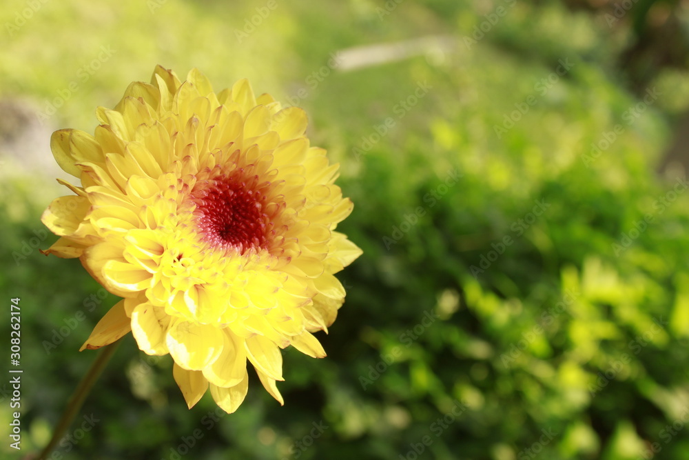 Yellow Chrysanthemum in nature. Yellow Chrysanthemum in nature.