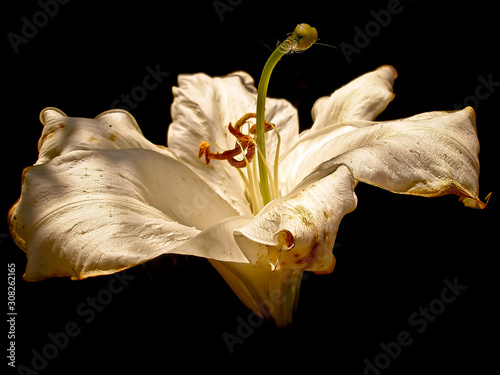 Lilies.Rye.Rosa