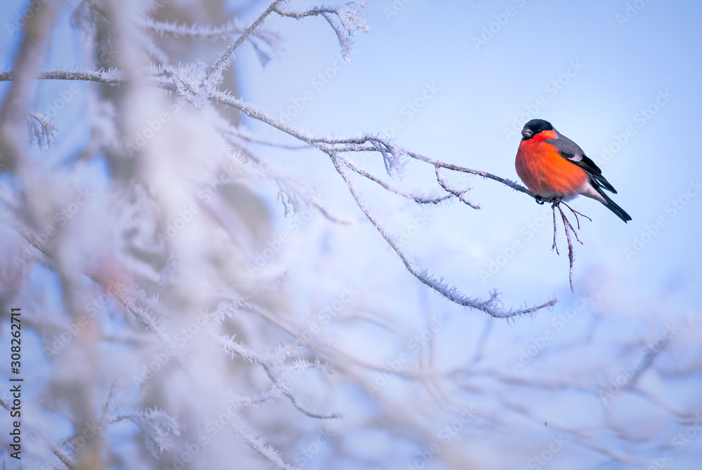 Bird on a frosty branch, winter background image Bird on a frosty branch, winter background image