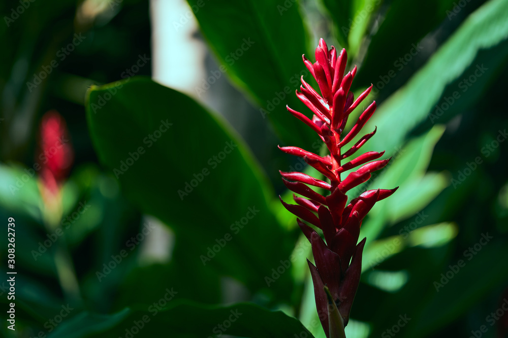 植物園の花々