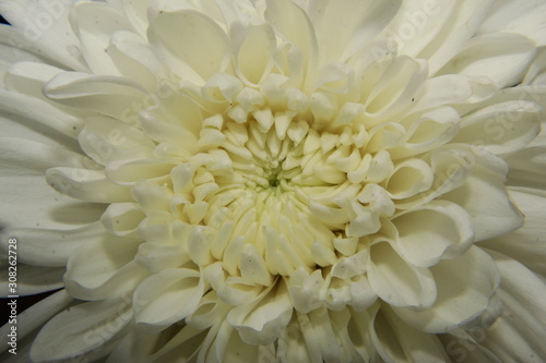 white chrysanthemum petals macro photography.