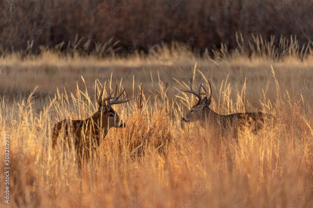 Whitetail Deer Bucks During the Fall Rut Whitetail Deer Bucks During the Fall Rut