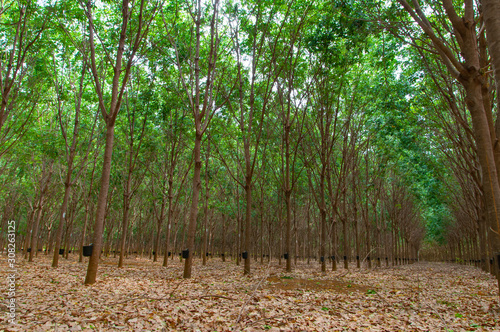 imense rubber tree plantation photo