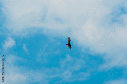 large hawk against blue sky