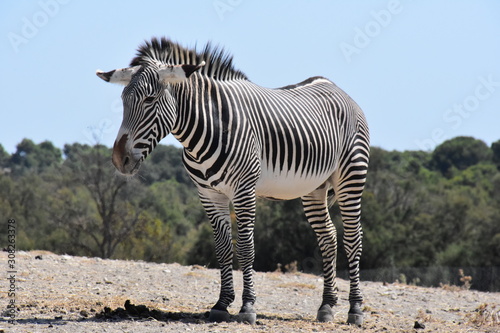 Zèbre