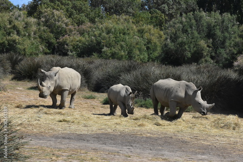 Famille de rhinocéros