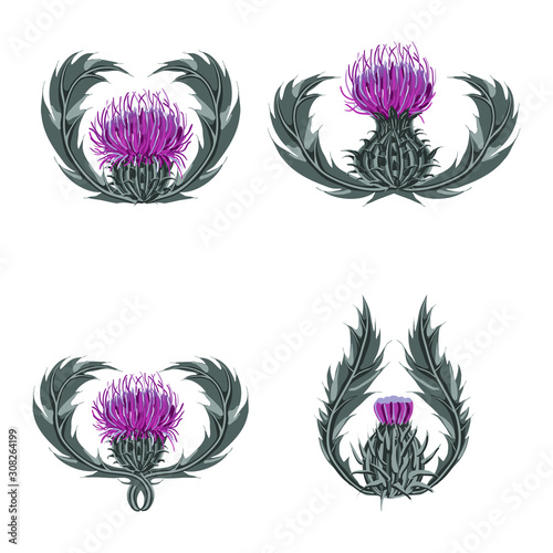 Set of purple flowers, buds, spiny stems, green leaves on white background.