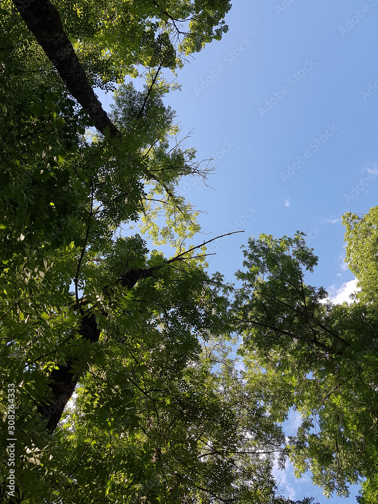 Fototapeta premium Tops of trees with blue sky and cloudy background
