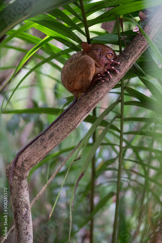 Tarsier climbing tree