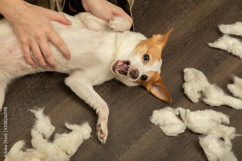 jack russell terrier © tugolukof