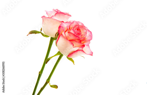 pink rose isolated © ksena32