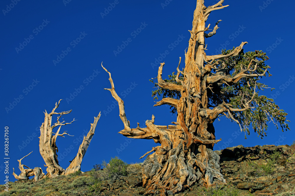 Landscape of bristlecone pines (Pinus longaeva), our planet's oldest living organisms, White Mountains, California Landscape of bristlecone pines (Pinus longaeva), our planet's oldest living organisms, White Mountains, California
