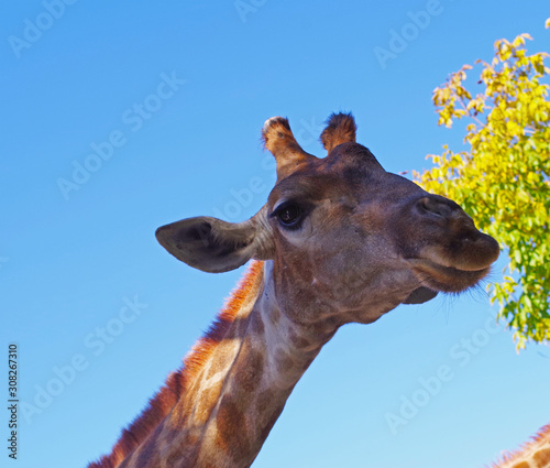 Giraffe head face isolated on background sky