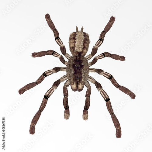 Insect spider on a white background. 3d illustration