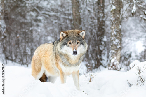 Beautiful wolf standing in the snow in beautiful winter forest © kjekol
