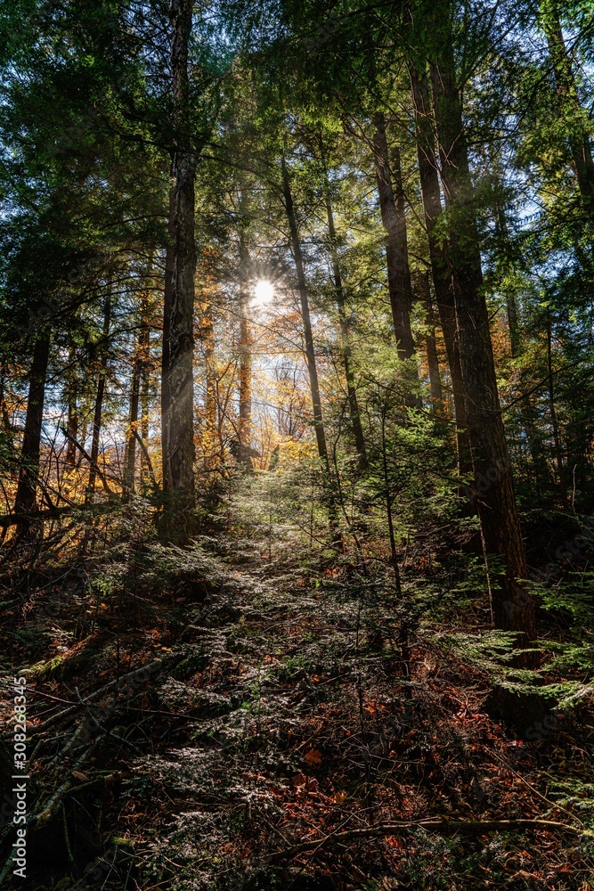 Sunlight penetrates the dense forest in Canada
