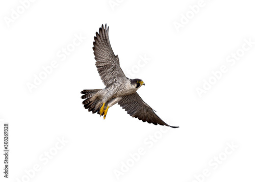 Платно flying of peregrine falcon on white background