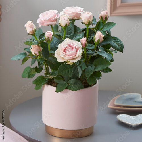 Close-up of green house plant pot over white wooden table.