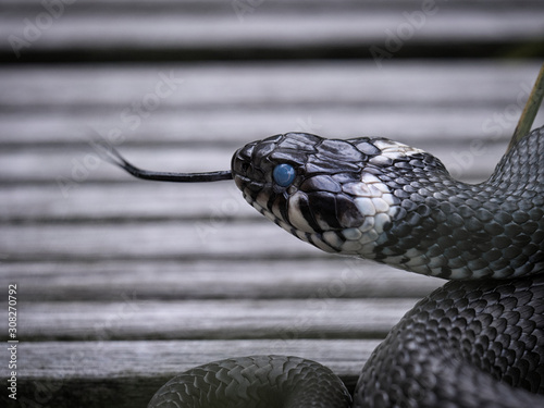 A non-poisonous grass snake at the pond in the garden in summer