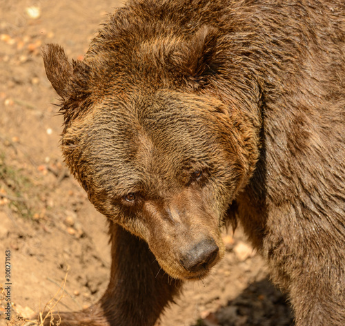 brown bear portrait making a face