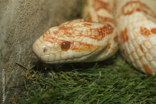 Close up head corn snake have orange and white color in garden
