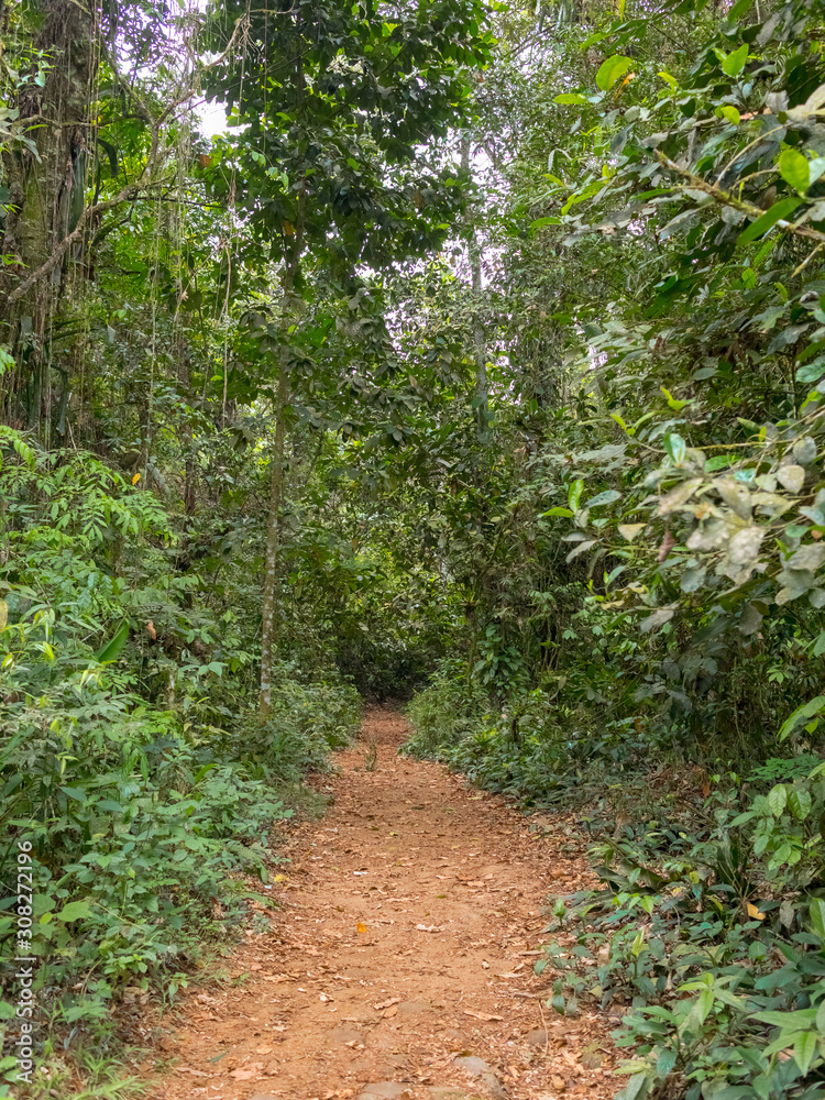 Dirt Path Inside Tropical Rainforest, Rio de Janeiro, Brazil Dirt Path Inside Tropical Rainforest, Rio de Janeiro, Brazil
