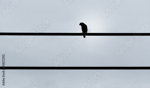 Black and white tone of a bord sitting on the wire in the empty sky. Minimal style picture. © Wutthikrai