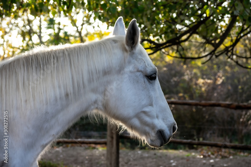 portrait of a white horse