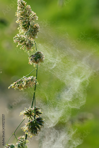 Gräserpollenflug nach Windstoss, abfliegende Wolke aus Gräserpollen, Gräserpollen von Gras abfliegend, abfliegender Grasblütenstaubwolke nach Windböe, Gräser Blütenstaubwolke fliegt ab photo