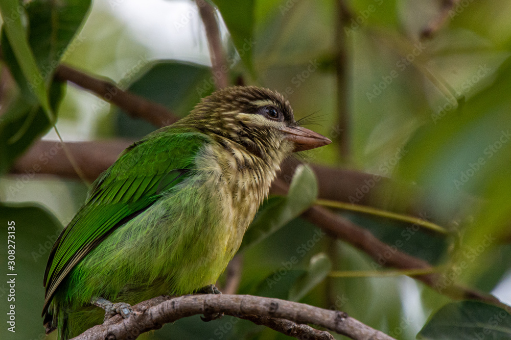 Naklejka premium White-cheeked Barbet on a Branch at Ulsoor Lake