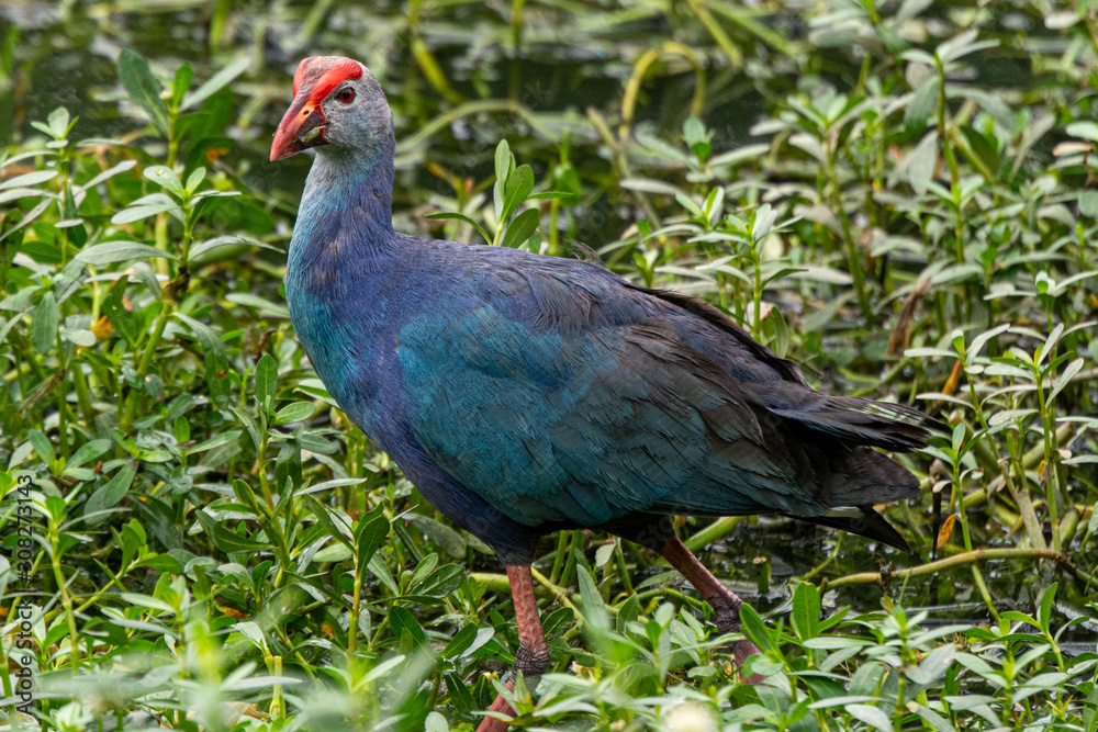 Gray-headed Swamphen at Hoskote Lake Gray-headed Swamphen at Hoskote Lake
