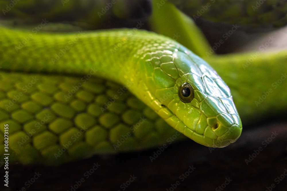 Fototapeta premium mamba verde