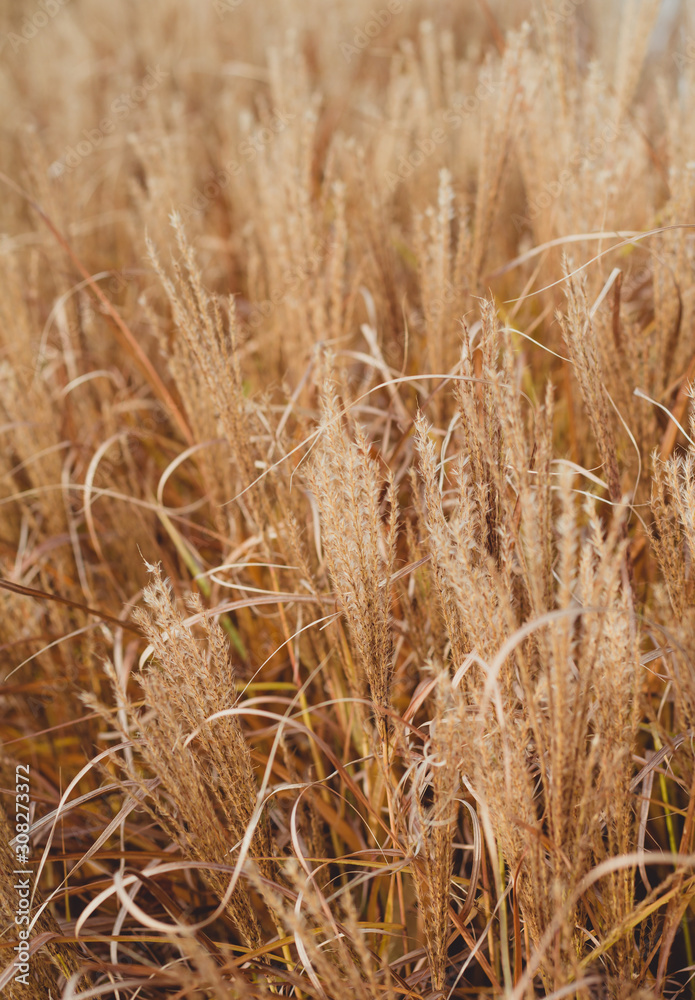 Fototapeta premium Braune trockene Gräser im Herbst